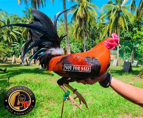 lo dyes sabong|lo dyes sabong P3.6.0.
